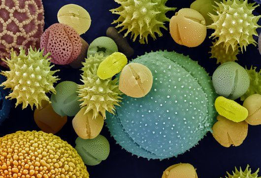 biorezonce bicom alergen