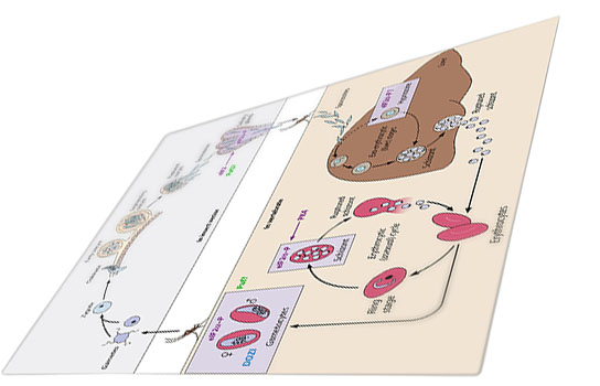 biorezonce bicom terapie celostní medicína